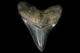 Serrated, Fossil Megalodon Tooth - Great Tip #84154-2